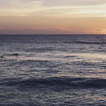 Bonjour Sauvage Jean De Luz *