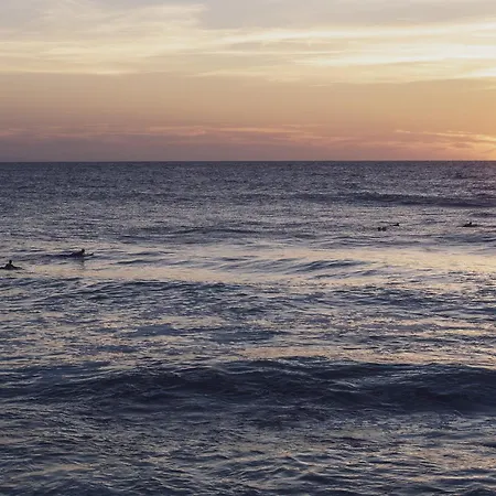 Bonjour Sauvage Jean De Luz *
